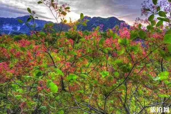 坡峰岭黄栌花几月开 坡峰岭黄栌花观赏攻略