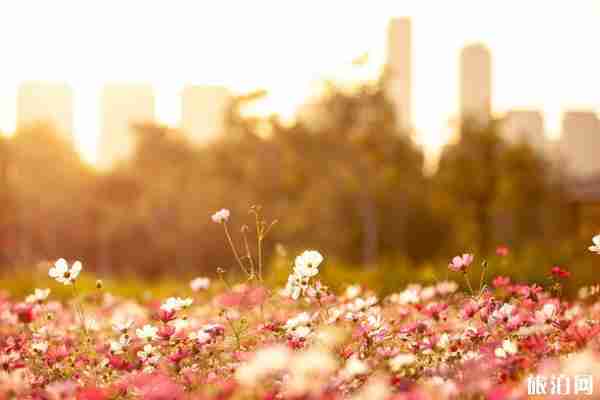 2020廈門園博苑預約方式 廈門園博苑攻略