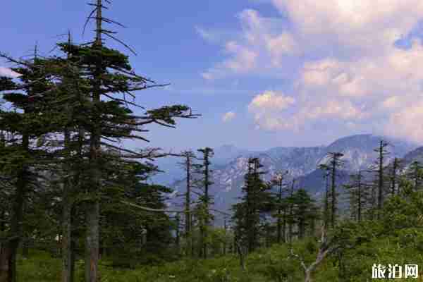 朱雀國家森林公園五一免費預約指南 附游玩攻略