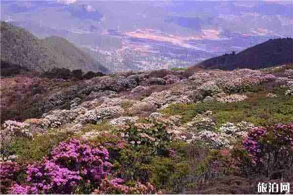 2020鶴慶馬耳山杜鵑時間 鶴慶馬耳山杜鵑花海怎么樣