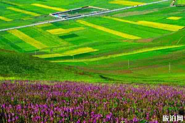 2020門源油菜花最佳時間和最佳觀賞地點