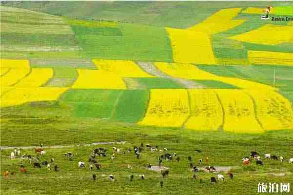 祁連山油菜花每年都幾月開 祁連山油菜花怎么樣