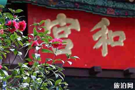 昆明金殿茶花幾月份開 昆明金殿古茶花賞花時(shí)間