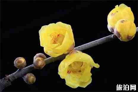 南京公園年卡景點2022使用 時間安排+服務熱線+辦理地點