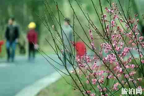 中國賞梅勝地攻略