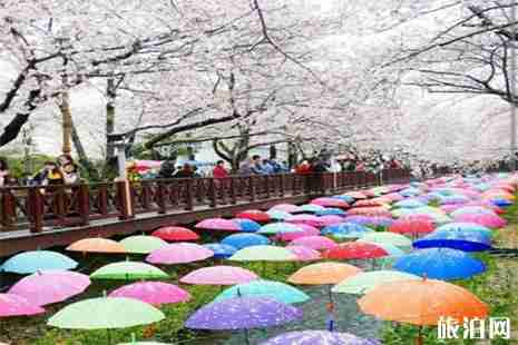 2019長沙望城區光明大觀園櫻花節2月1日至3月19日