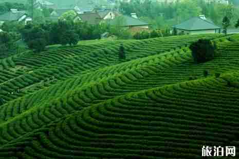 安吉有什么好玩的地方 安吉旅游景点推荐