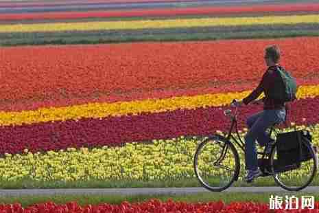 2019荷兰郁金香什么时间开+观赏地点推荐 荷兰旅游景点推荐