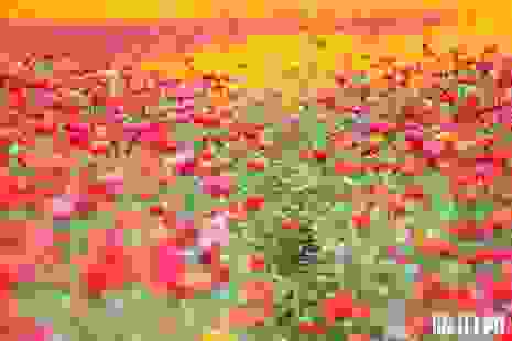 佛山有哪些赏花的地方