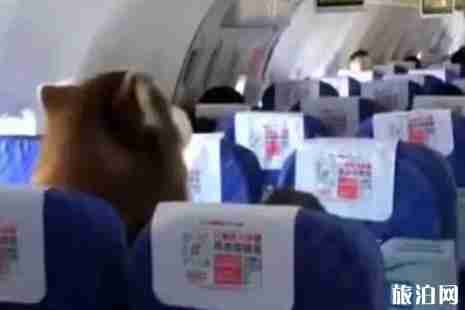 南航狗狗进客舱可以吗 工作犬可以上飞机吗