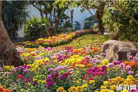 2019青秀山春节活动时间+门票+交通+介绍