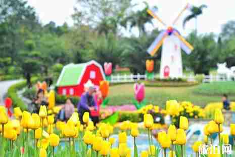 2019广州郁金香花展在哪里+时间+门票+交通+介绍
