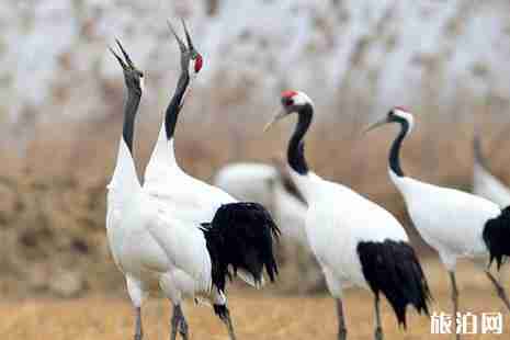 广东观鸟好地方推荐