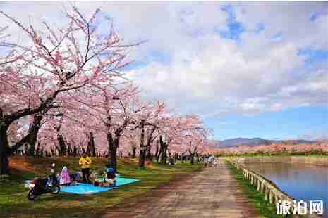 2019北海道樱花季攻略