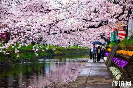 2019日本愛知縣櫻花攻略+注意事項