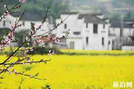 2019婺源油菜花几月份开花 2019婺源油菜花在哪里看好