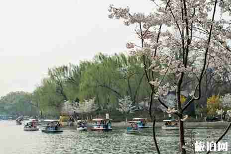 2019北京玉渊潭樱花开了吗+攻略