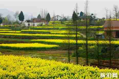 2019乐山赏油菜花地图 花期+地点