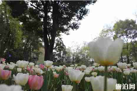 武汉春天哪里好玩 武汉踏春攻略