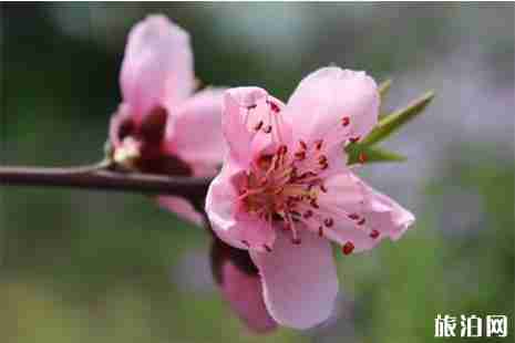 深圳哪里有桃花 花期+地点