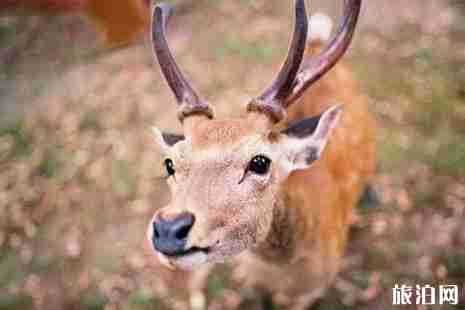 日本鹿咬人创新高 奈良喂鹿攻略