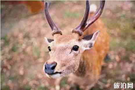 奈良旅游景点介绍+攻略