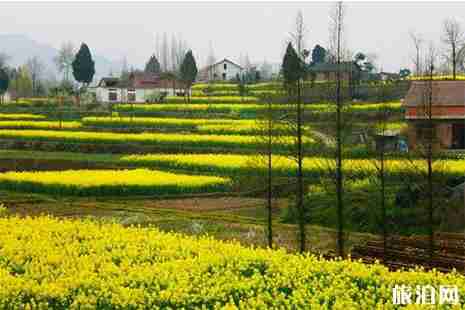 贵州油菜花观赏地 花期+地点