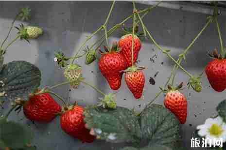 2019广东番禺格林东庄樱花节 交通指南+门票