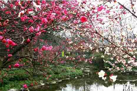 合肥赏花的好去处