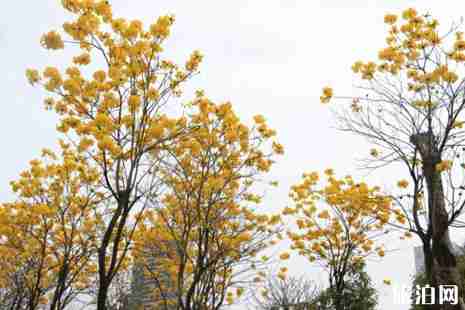 黄花风铃木在佛山哪里有