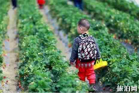 银川摘草莓地点推荐 时间+价格+地点