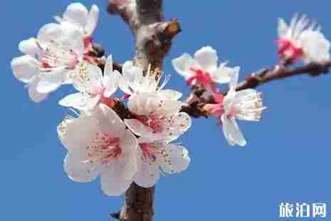 河北杏花什么时候开 河北杏花观赏地推荐