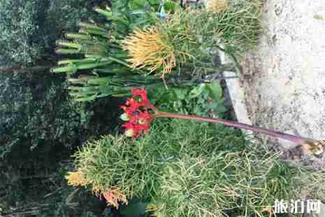 2019深圳仙湖植物园花展 时间+活动