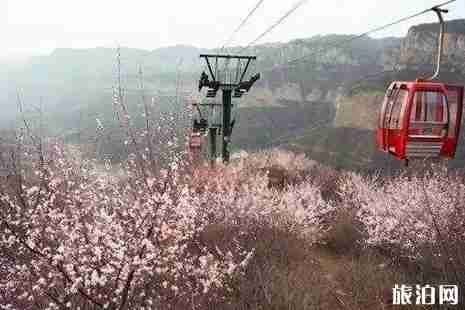 河北哪里桃花最多