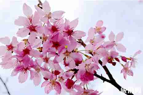 2019柏林古镇樱花节 时间+交通