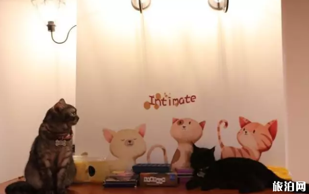 深圳哪里有猫咖啡厅 深圳猫咖推荐