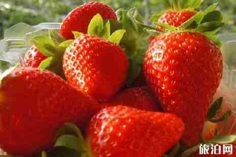 武汉哪里有摘草莓的 2019武汉摘草莓好去处+交通