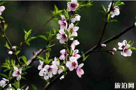 春季安州赏花地点