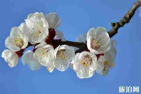 成都周围看花的地方