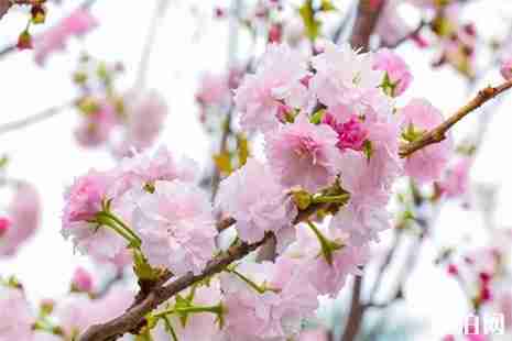 2019曲靖马龙首届樱花节3月1日开启