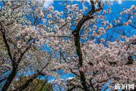 东京住宿价格 东京住宿推荐
