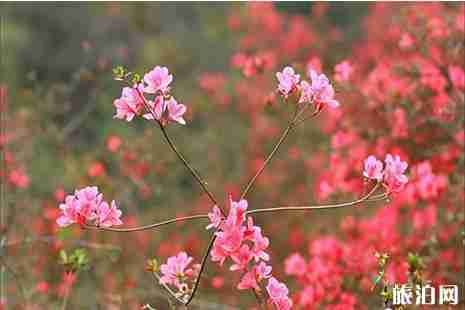 南雄有杜鹃花吗 南雄杜鹃花赏玩攻略