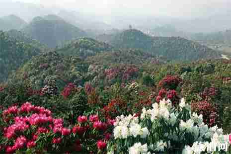 贵州杜鹃花哪里最好看