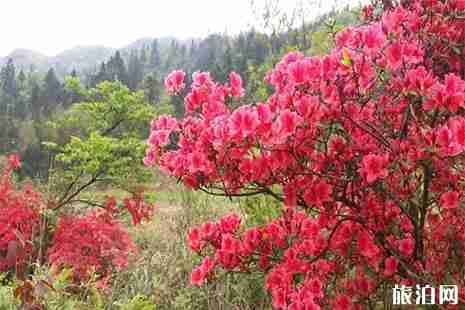 都匀赏杜鹃地点推荐