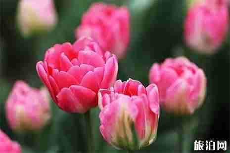 武汉正值花期的赏花地