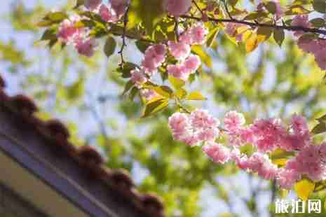 南京赏花的地方 南京赏花地点推荐