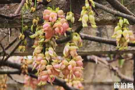 2019华南植物园禾雀花门票+时间+地点+交通+介绍