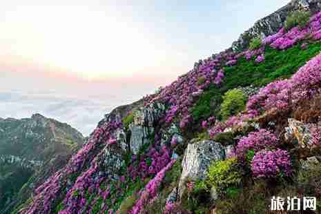大连黑山赏杜鹃花游玩攻略