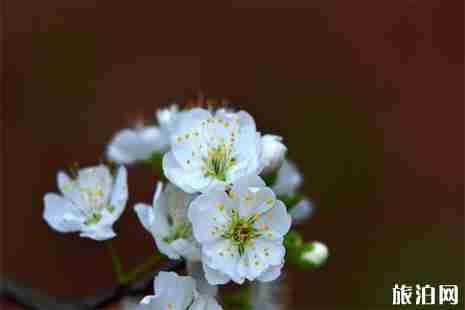 2019宜宾李花节3月2日开幕 活动+交通指南