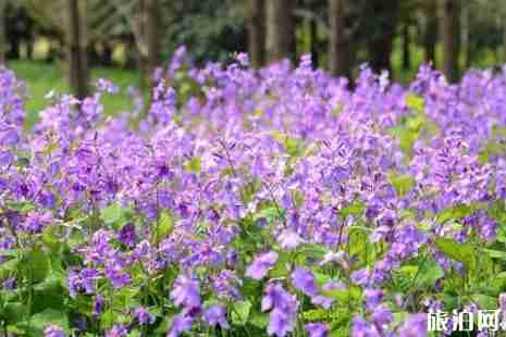 2019上海滨江森林公园有花展吗+攻略